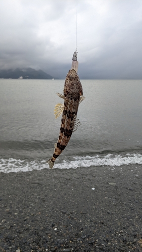 エソの釣果