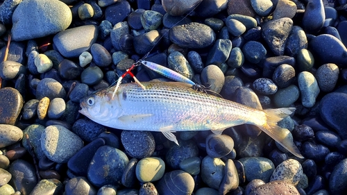 コノシロの釣果