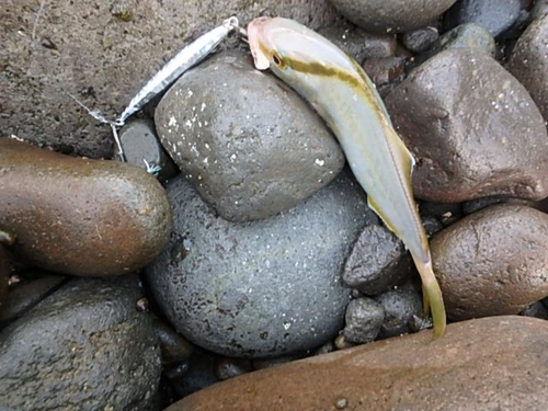 ネリゴの釣果