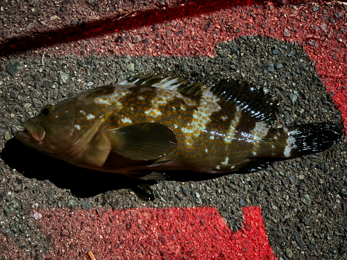 アコウの釣果