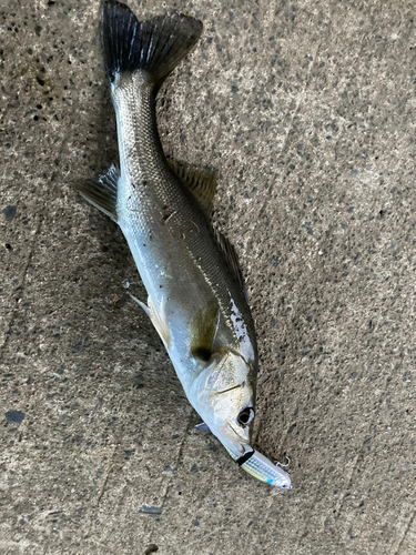 セイゴ（マルスズキ）の釣果