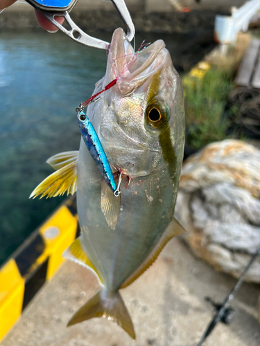 ネリゴの釣果