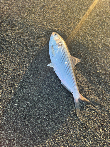 コノシロの釣果