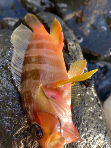 アカハタの釣果