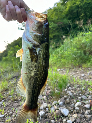 ブラックバスの釣果