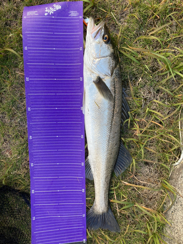 スズキの釣果