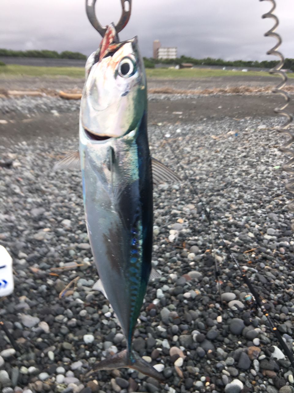 ソウダガツオ