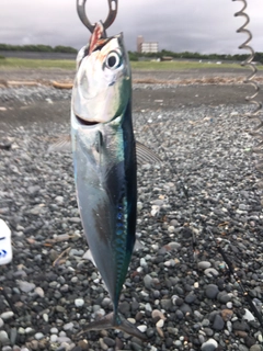 ソウダガツオの釣果