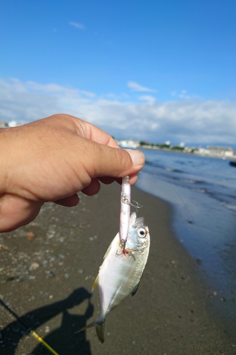 メッキの釣果