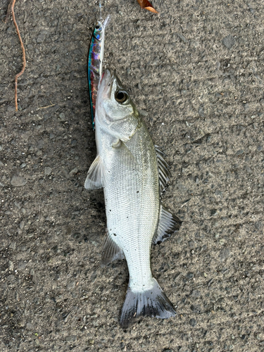 セイゴ（ヒラスズキ）の釣果