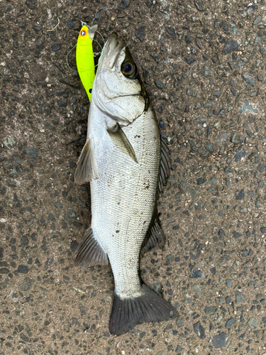 セイゴ（ヒラスズキ）の釣果