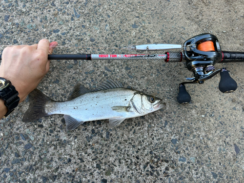 セイゴ（マルスズキ）の釣果