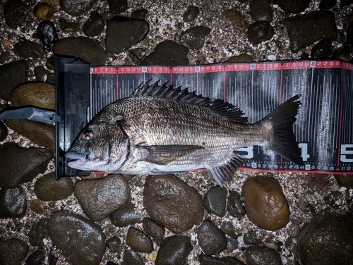 クロダイの釣果