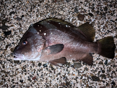 コショウダイの釣果