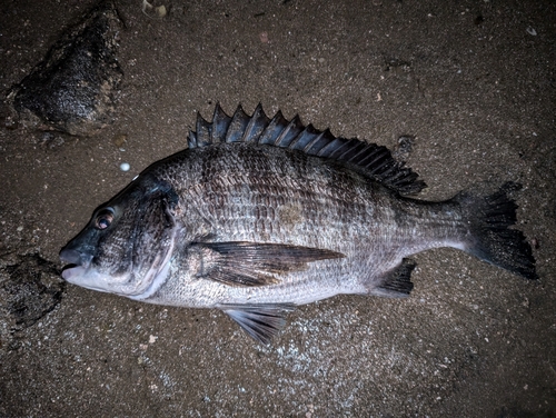 クロダイの釣果