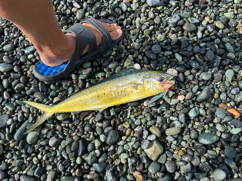 シイラの釣果