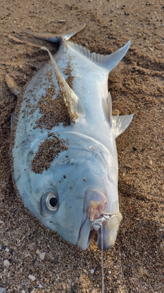 ロウニンアジの釣果