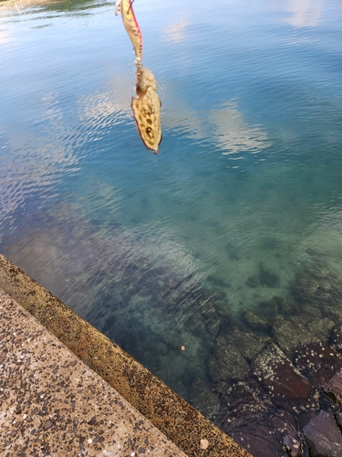 コウイカの釣果