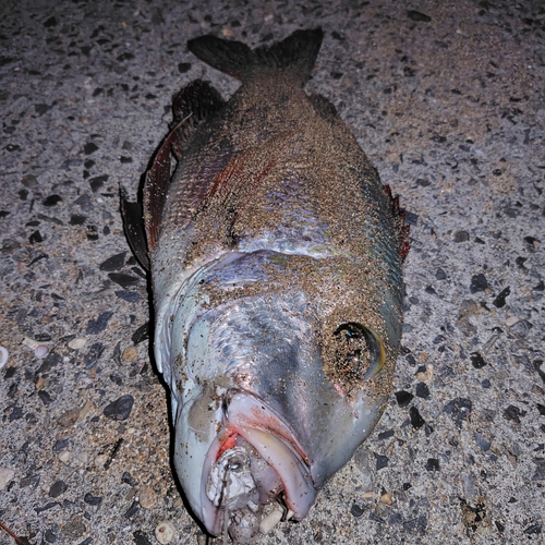 ヨコシマクロダイの釣果