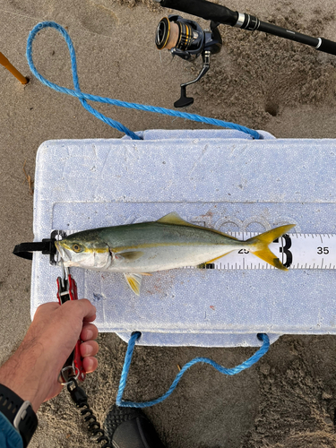 ワカシの釣果