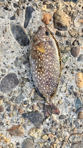 アイゴの釣果