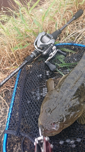 マゴチの釣果