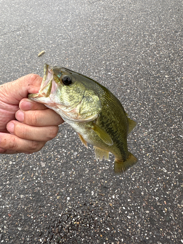 ラージマウスバスの釣果