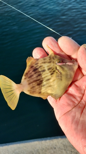 カワハギの釣果