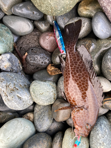 オオモンハタの釣果