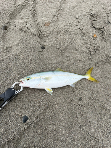 ワカシの釣果