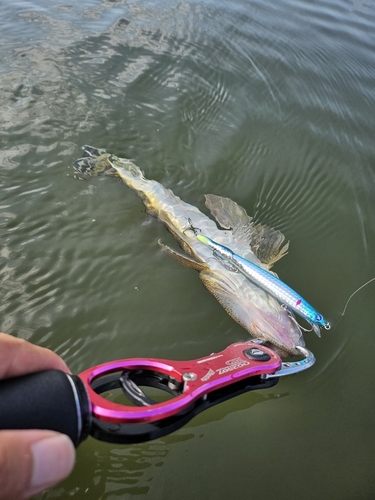 マゴチの釣果