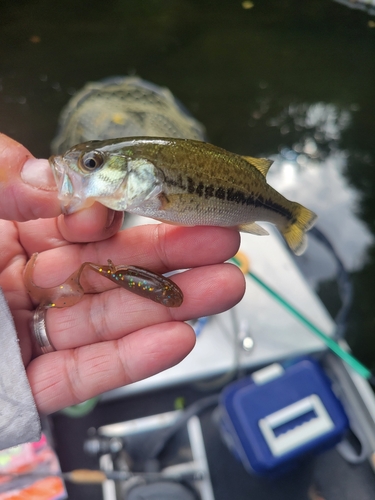 ラージマウスバスの釣果