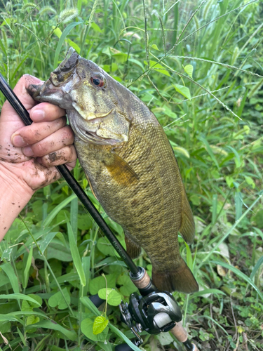 スモールマウスバスの釣果