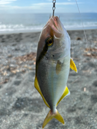 ショゴの釣果