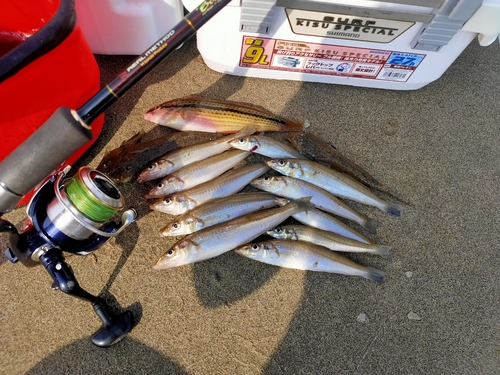 シロギスの釣果