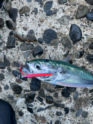 ソウダガツオの釣果