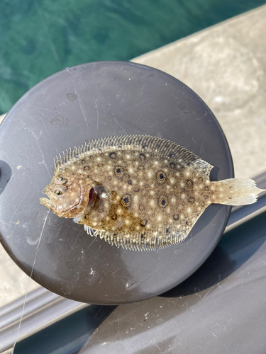 ガンゾウビラメの釣果