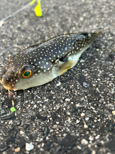 キスの釣果