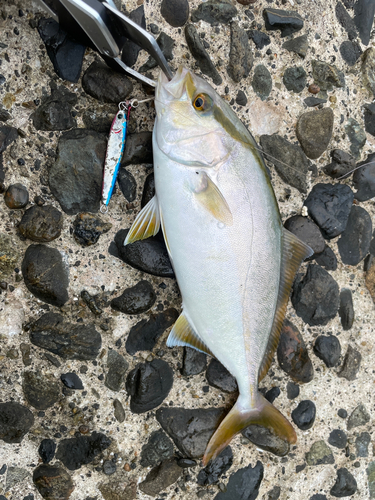 ショゴの釣果