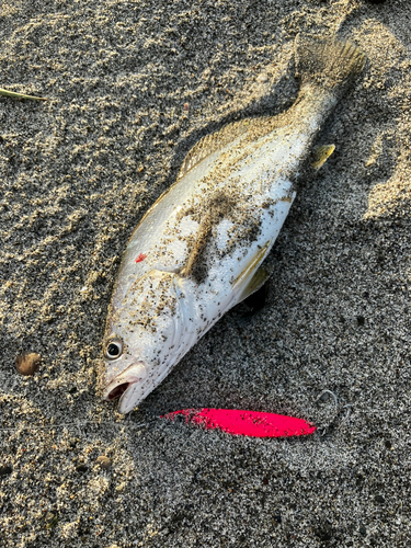 ニベの釣果