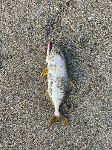 ショゴの釣果