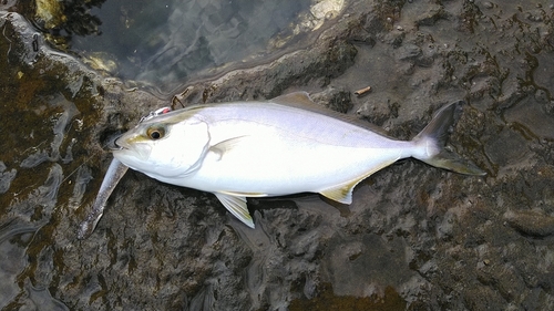 釣果