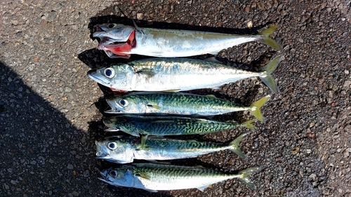 サバの釣果