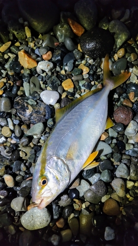 ショゴの釣果