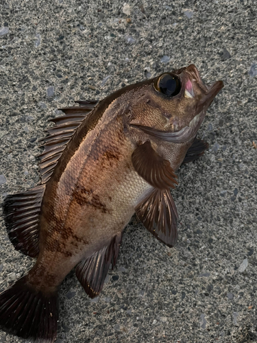 メバルの釣果