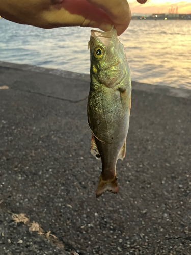 セイゴ（マルスズキ）の釣果