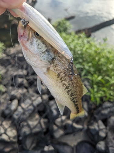 ラージマウスバスの釣果