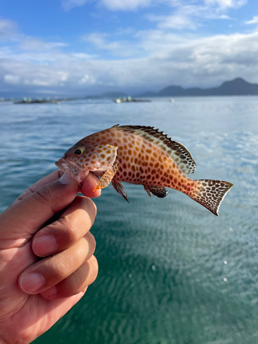 オオモンハタの釣果