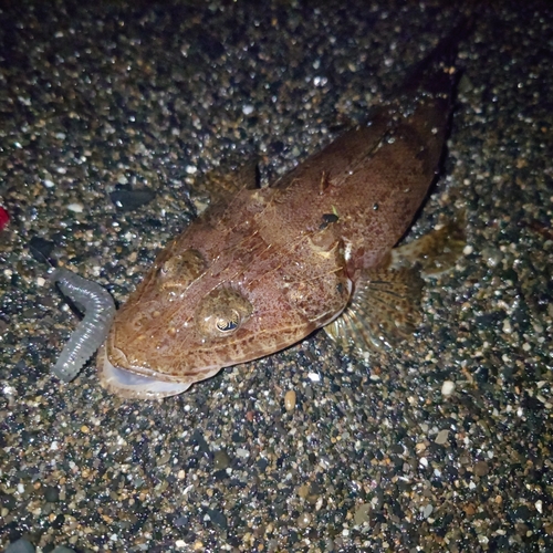 ワニゴチの釣果