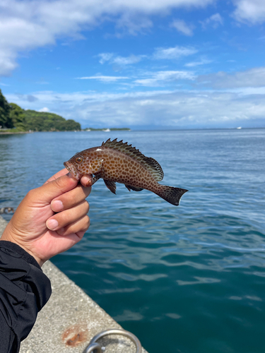 オオモンハタの釣果